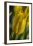 GS-Yellow Tulips_037-Gordon Semmens-Framed Giclee Print