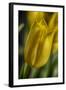 GS-Yellow Tulips_037-Gordon Semmens-Framed Giclee Print