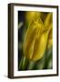 GS-Yellow Tulips_037-Gordon Semmens-Framed Giclee Print