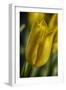 GS-Yellow Tulips_037-Gordon Semmens-Framed Giclee Print