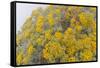 Guadalupe Island rock daisy flower surrounded by fog, Mexico-Claudio Contreras-Framed Stretched Canvas