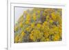 Guadalupe Island rock daisy flower surrounded by fog, Mexico-Claudio Contreras-Framed Photographic Print