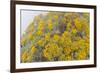 Guadalupe Island rock daisy flower surrounded by fog, Mexico-Claudio Contreras-Framed Photographic Print