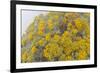 Guadalupe Island rock daisy flower surrounded by fog, Mexico-Claudio Contreras-Framed Photographic Print