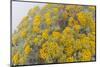 Guadalupe Island rock daisy flower surrounded by fog, Mexico-Claudio Contreras-Mounted Photographic Print