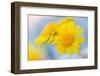 Guadalupe Island white sage flower, Mexico-Claudio Contreras-Framed Photographic Print