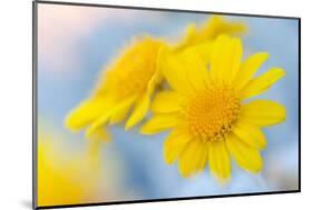 Guadalupe Island white sage flower, Mexico-Claudio Contreras-Mounted Photographic Print