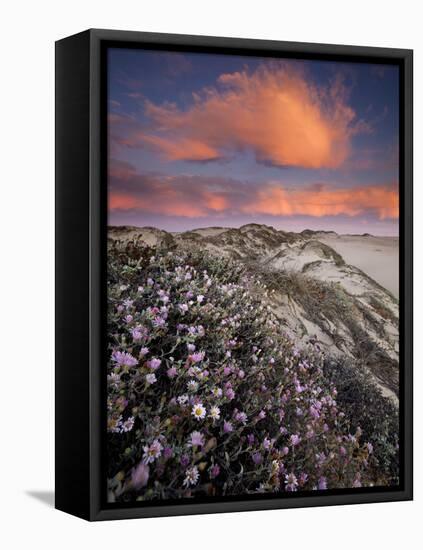 Guadalupe-Nipomo Dunes National Wildlife Refuge, Guadalupe, California:-Ian Shive-Framed Stretched Canvas