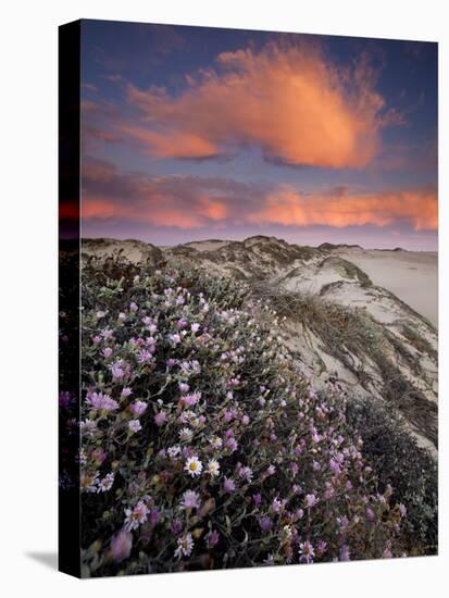 Guadalupe-Nipomo Dunes National Wildlife Refuge, Guadalupe, California:-Ian Shive-Stretched Canvas