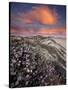 Guadalupe-Nipomo Dunes National Wildlife Refuge, Guadalupe, California:-Ian Shive-Stretched Canvas