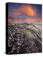 Guadalupe-Nipomo Dunes National Wildlife Refuge, Guadalupe, California:-Ian Shive-Stretched Canvas