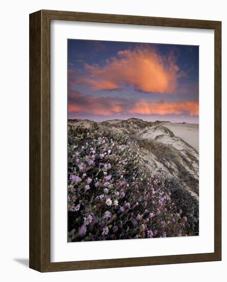 Guadalupe-Nipomo Dunes National Wildlife Refuge, Guadalupe, California:-Ian Shive-Framed Photographic Print