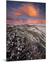 Guadalupe-Nipomo Dunes National Wildlife Refuge, Guadalupe, California:-Ian Shive-Mounted Photographic Print