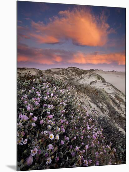 Guadalupe-Nipomo Dunes National Wildlife Refuge, Guadalupe, California:-Ian Shive-Mounted Photographic Print