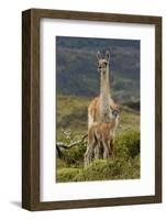 Guanaco and baby, Andes Mountain, Torres del Paine National Park, Chile. Patagonia-Adam Jones-Framed Photographic Print