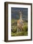 Guanaco and baby, Andes Mountain, Torres del Paine National Park, Chile. Patagonia-Adam Jones-Framed Photographic Print