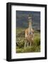 Guanaco and baby, Andes Mountain, Torres del Paine National Park, Chile. Patagonia-Adam Jones-Framed Photographic Print