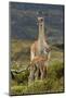 Guanaco and baby, Andes Mountain, Torres del Paine National Park, Chile. Patagonia-Adam Jones-Mounted Photographic Print