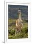 Guanaco and baby, Andes Mountain, Torres del Paine National Park, Chile. Patagonia-Adam Jones-Framed Premium Photographic Print