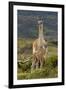 Guanaco and baby, Andes Mountain, Torres del Paine National Park, Chile. Patagonia-Adam Jones-Framed Premium Photographic Print