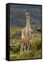 Guanaco and baby, Andes Mountain, Torres del Paine National Park, Chile. Patagonia-Adam Jones-Framed Stretched Canvas