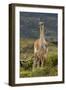 Guanaco and baby, Andes Mountain, Torres del Paine National Park, Chile. Patagonia-Adam Jones-Framed Photographic Print