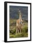 Guanaco and baby, Andes Mountain, Torres del Paine National Park, Chile. Patagonia-Adam Jones-Framed Photographic Print