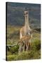 Guanaco and baby, Andes Mountain, Torres del Paine National Park, Chile. Patagonia-Adam Jones-Stretched Canvas