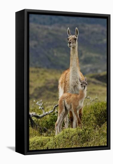 Guanaco and baby, Andes Mountain, Torres del Paine National Park, Chile. Patagonia-Adam Jones-Framed Stretched Canvas