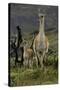 Guanaco and baby, Andes Mountain, Torres del Paine National Park, Chile, Patagonia-Adam Jones-Stretched Canvas