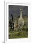 Guanaco and baby, Andes Mountain, Torres del Paine National Park, Chile, Patagonia-Adam Jones-Framed Photographic Print