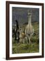 Guanaco and baby, Andes Mountain, Torres del Paine National Park, Chile, Patagonia-Adam Jones-Framed Photographic Print