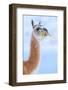 Guanaco chewing grass, Torres del Paine National Park, Chile-Nick Garbutt-Framed Photographic Print