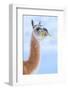 Guanaco chewing grass, Torres del Paine National Park, Chile-Nick Garbutt-Framed Photographic Print