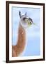 Guanaco chewing grass, Torres del Paine National Park, Chile-Nick Garbutt-Framed Premium Photographic Print