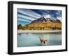 Guanaco Crossing the River in Torres Del Paine National Park, Patagonia, Chile-DmitryP-Framed Photographic Print