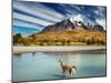 Guanaco Crossing the River in Torres Del Paine National Park, Patagonia, Chile-DmitryP-Mounted Photographic Print