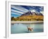 Guanaco Crossing the River in Torres Del Paine National Park, Patagonia, Chile-Dmitry Pichugin-Framed Photographic Print