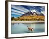 Guanaco Crossing the River in Torres Del Paine National Park, Patagonia, Chile-Dmitry Pichugin-Framed Photographic Print