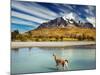 Guanaco Crossing the River in Torres Del Paine National Park, Patagonia, Chile-Dmitry Pichugin-Mounted Photographic Print