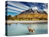 Guanaco Crossing the River in Torres Del Paine National Park, Patagonia, Chile-Dmitry Pichugin-Stretched Canvas