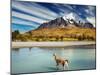 Guanaco Crossing the River in Torres Del Paine National Park, Patagonia, Chile-Dmitry Pichugin-Mounted Photographic Print