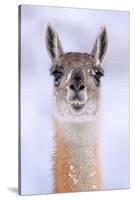 Guanaco dusted in snow, head portrait, Patagonia, Chile-Nick Garbutt-Stretched Canvas