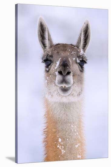 Guanaco dusted in snow, head portrait, Patagonia, Chile-Nick Garbutt-Stretched Canvas