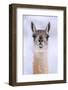 Guanaco dusted in snow, head portrait, Patagonia, Chile-Nick Garbutt-Framed Photographic Print