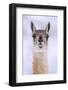 Guanaco dusted in snow, head portrait, Patagonia, Chile-Nick Garbutt-Framed Photographic Print