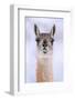 Guanaco dusted in snow, head portrait, Patagonia, Chile-Nick Garbutt-Framed Photographic Print