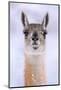 Guanaco dusted in snow, head portrait, Patagonia, Chile-Nick Garbutt-Mounted Photographic Print