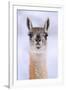 Guanaco dusted in snow, head portrait, Patagonia, Chile-Nick Garbutt-Framed Premium Photographic Print