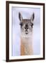 Guanaco dusted in snow, head portrait, Patagonia, Chile-Nick Garbutt-Framed Premium Photographic Print